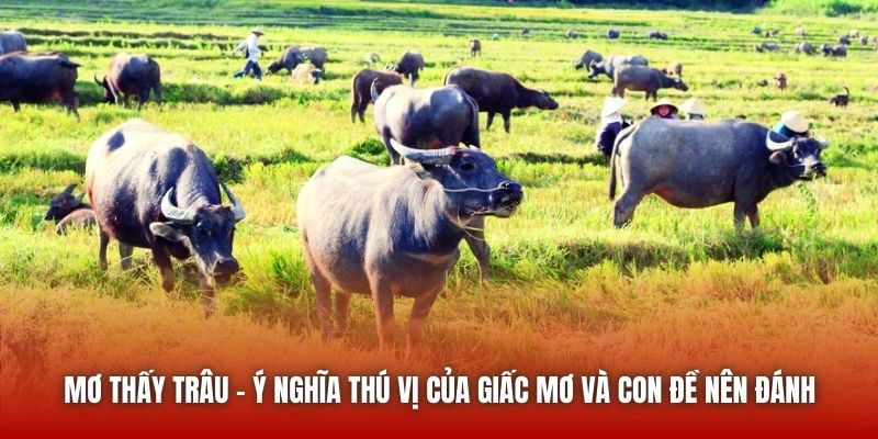Mơ Thấy Trâu - Ý Nghĩa Thú Vị Của Giấc Mơ Và Con Đề Nên Đánh